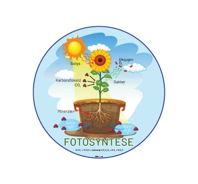 Fotosyntesen